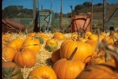 Shawn loves pumpkin patches so much, he mentions them twice.